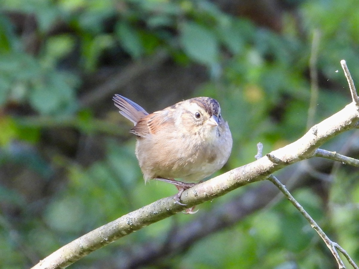 Swamp Sparrow - ML641864722