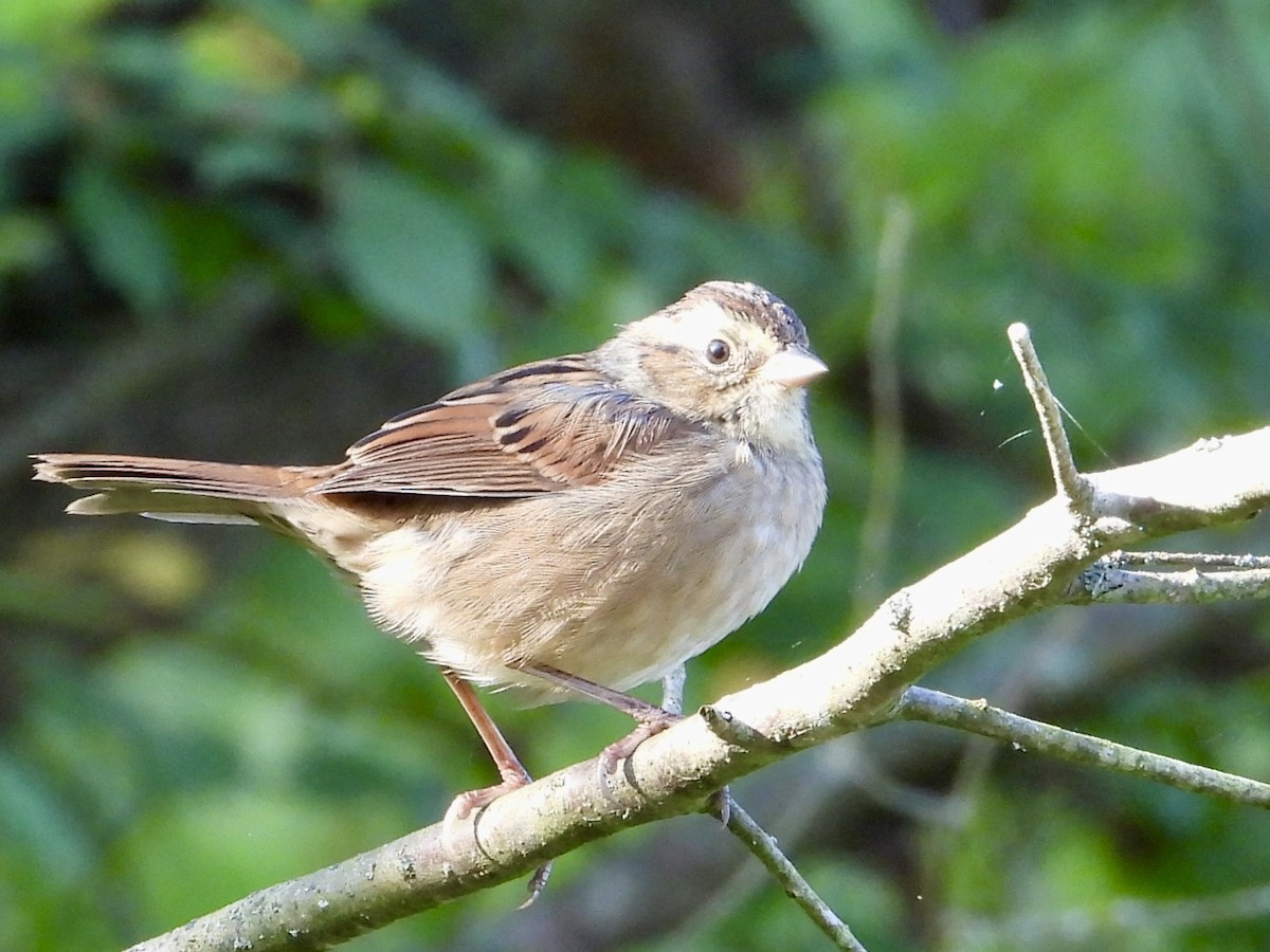 Swamp Sparrow - ML641864723