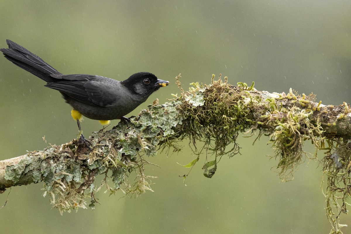 Yellow-thighed Brushfinch - ML641864765