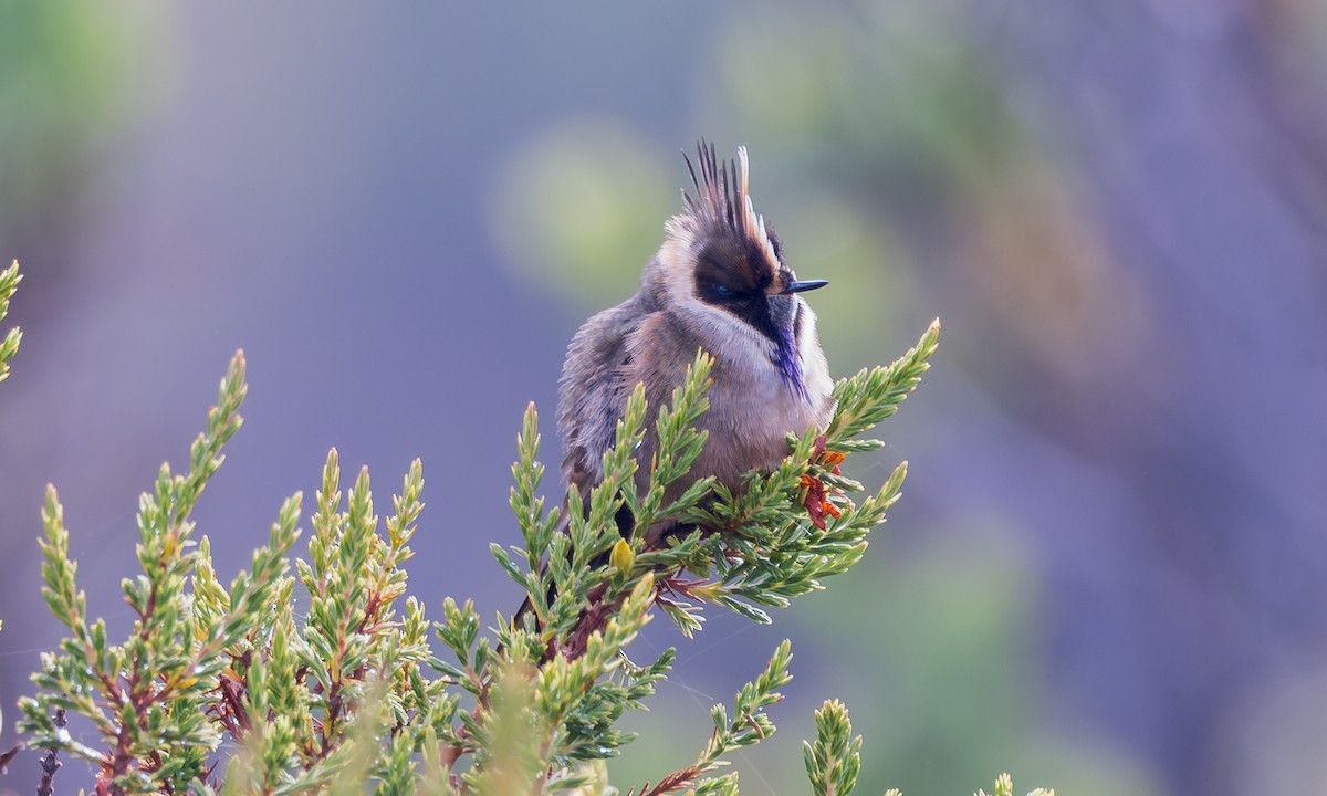 Buffy Helmetcrest - ML641864786