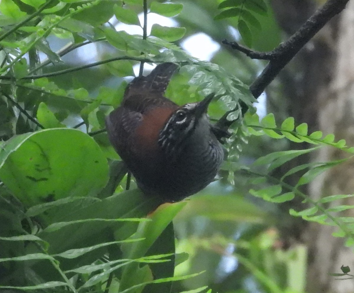 Riverside Wren - ML641864798
