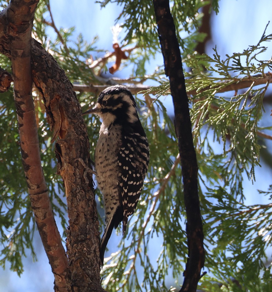 Nuttall's Woodpecker - ML641864813