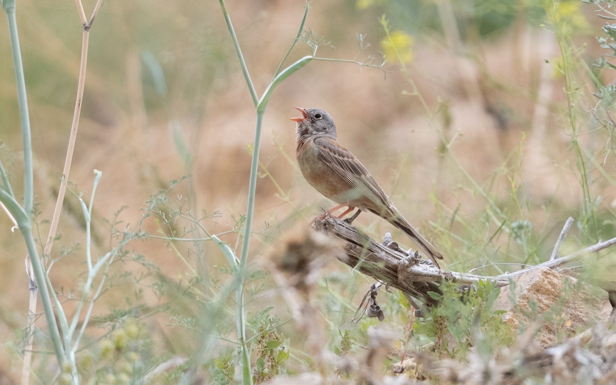 Gray-necked Bunting - ML641864826