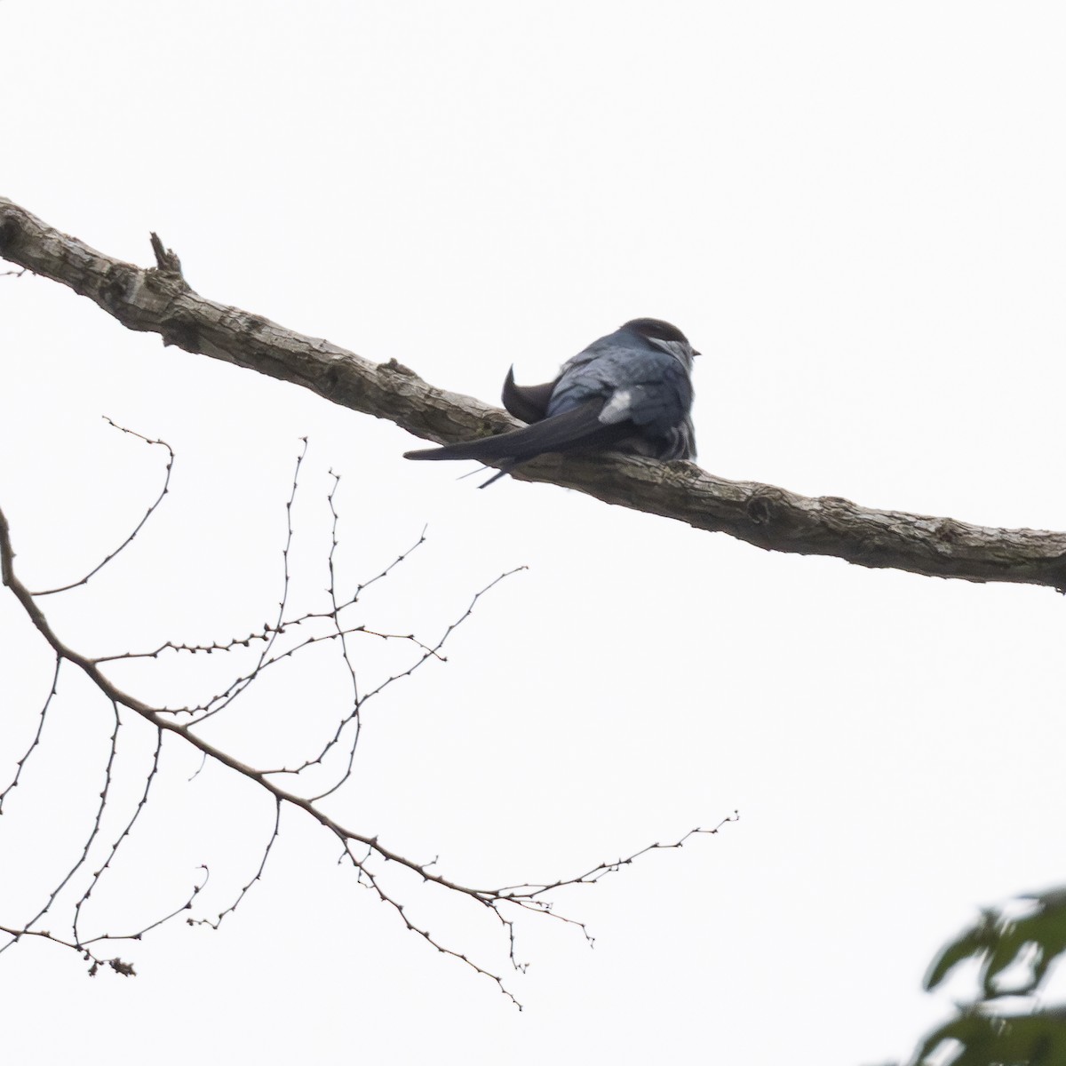 カンムリアマツバメ - ML641864828
