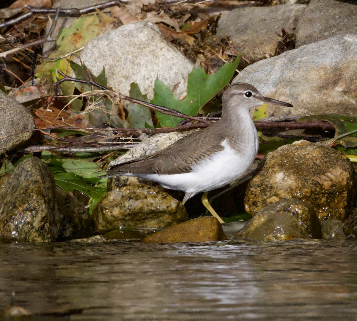 Chevalier grivelé - ML641864832