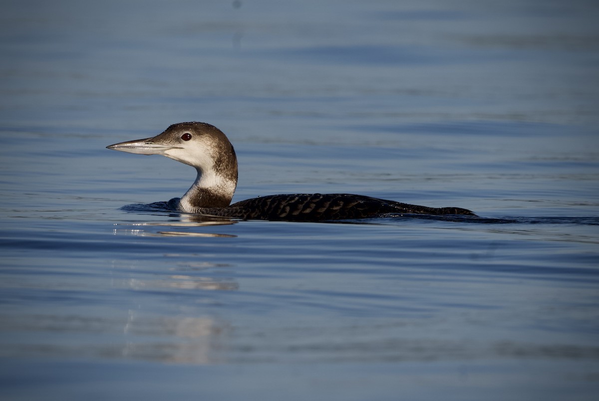 Plongeon huard - ML641864846