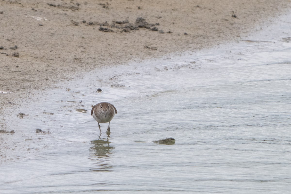 strandsnipe - ML641864848