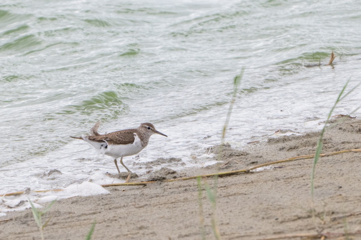 strandsnipe - ML641864849
