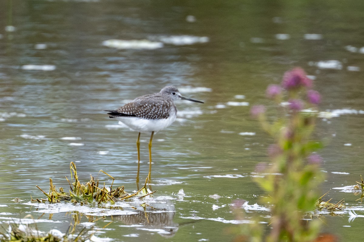 plystresnipe - ML641864862