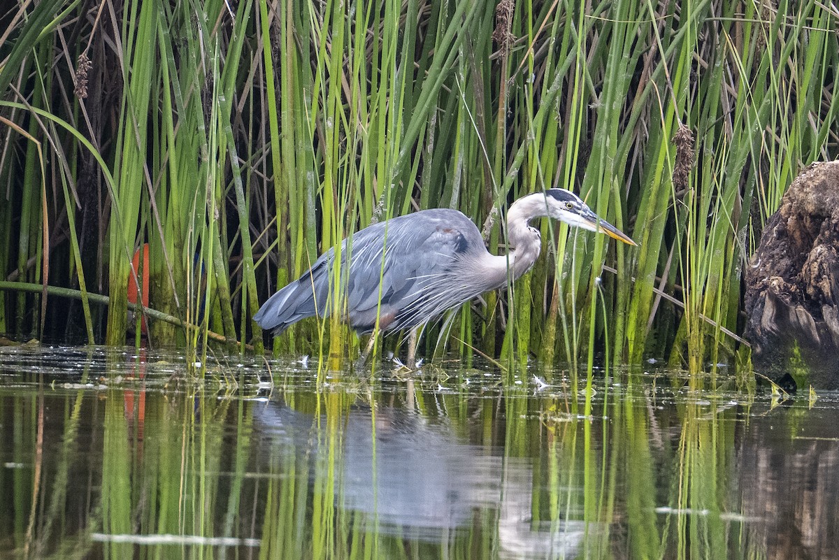 Great Blue Heron - ML641864889