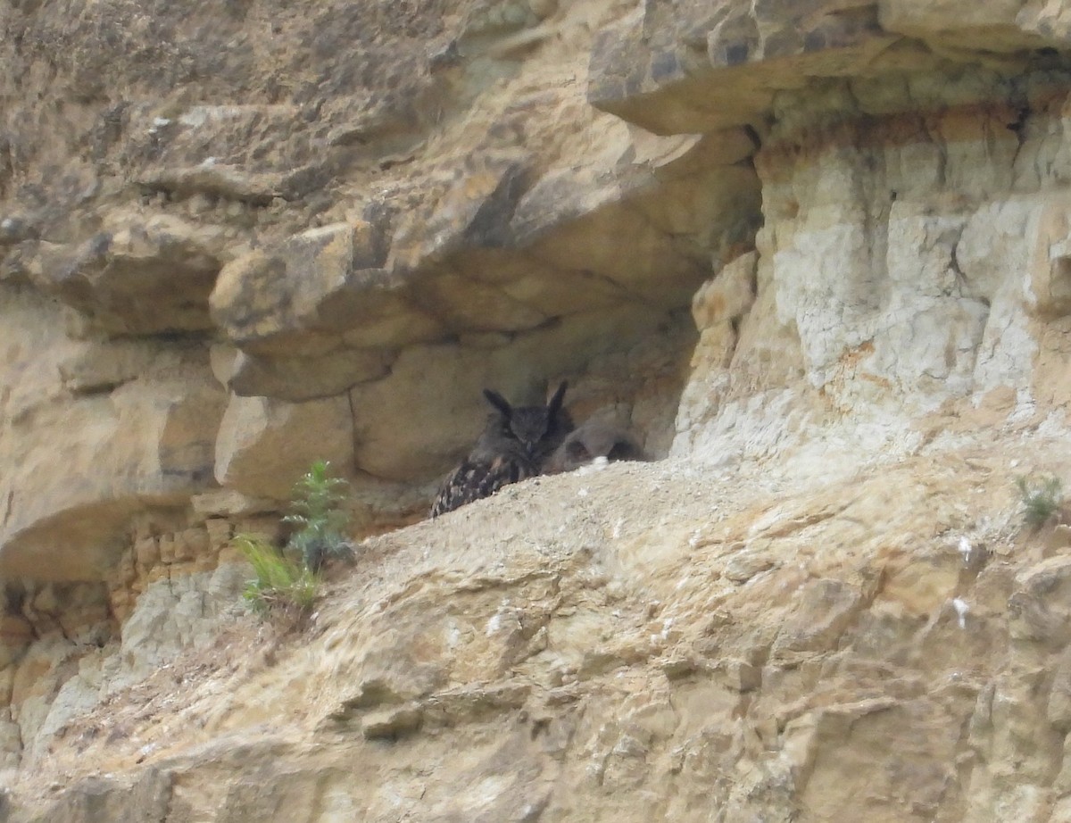 Eurasian Eagle-Owl - ML641864906