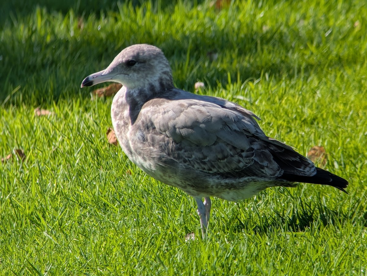 California Gull - ML641864913