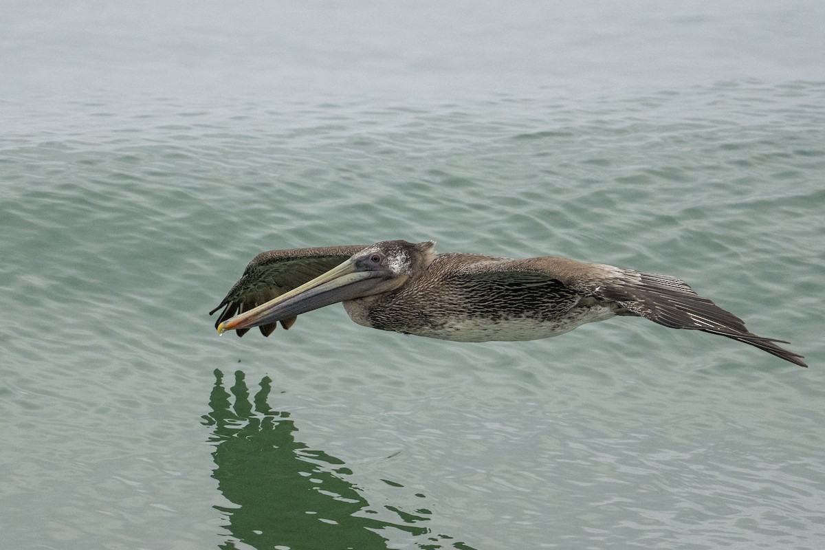 Brown Pelican - ML641864915
