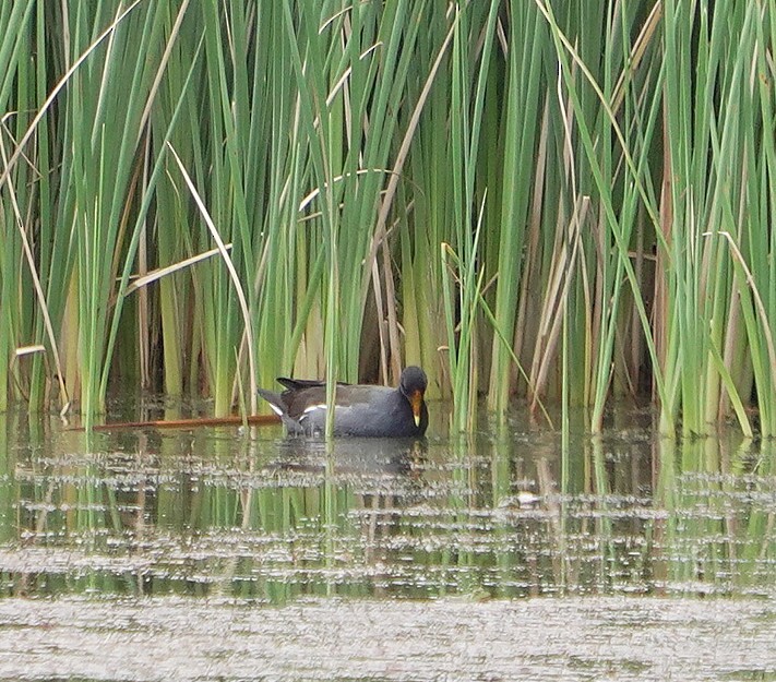 Common Gallinule - ML641864916