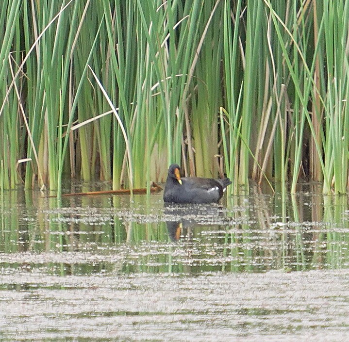 Common Gallinule - ML641864917