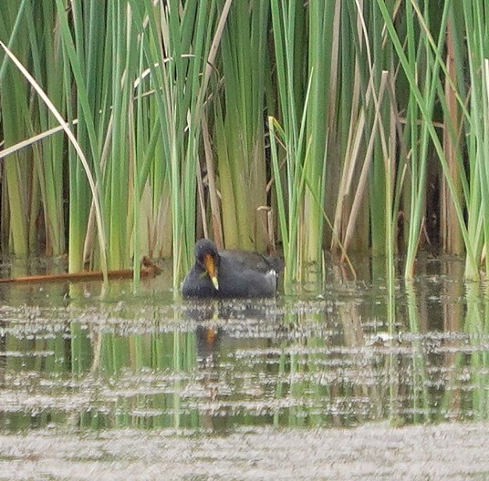 Common Gallinule - ML641864918