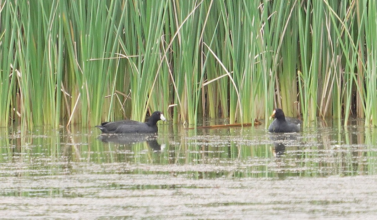 Common Gallinule - ML641864919