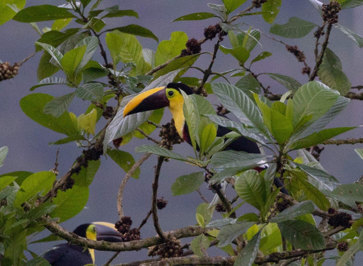 Yellow-throated Toucan (Chestnut-mandibled) - ML641864943