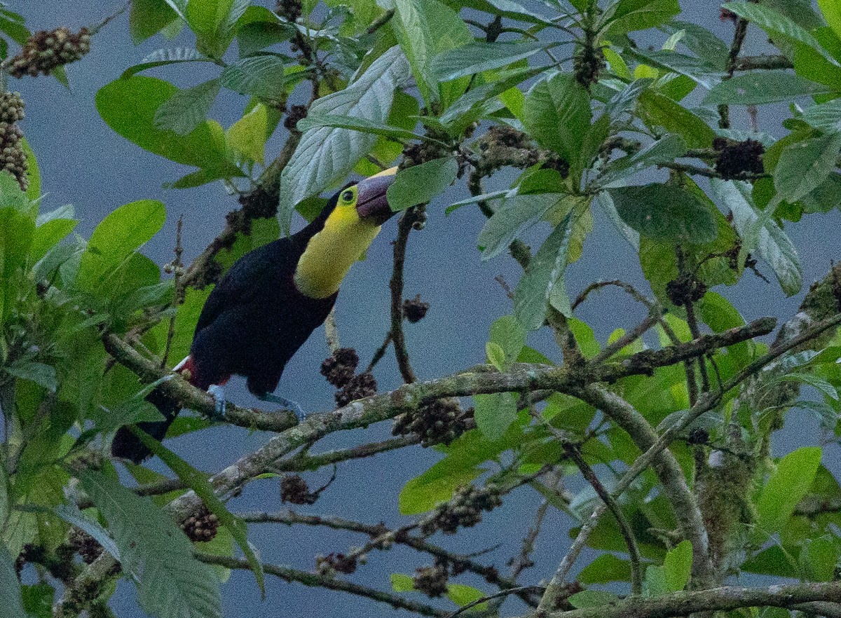 Yellow-throated Toucan (Chestnut-mandibled) - ML641864944