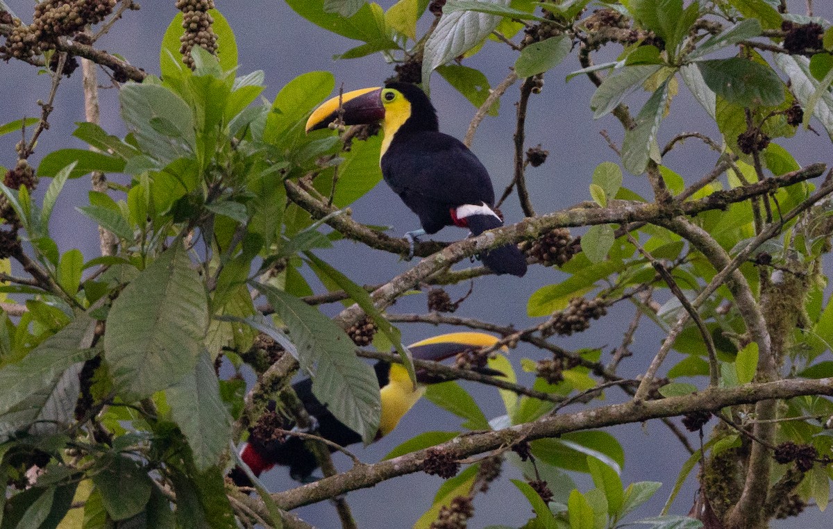 Yellow-throated Toucan (Chestnut-mandibled) - ML641864945