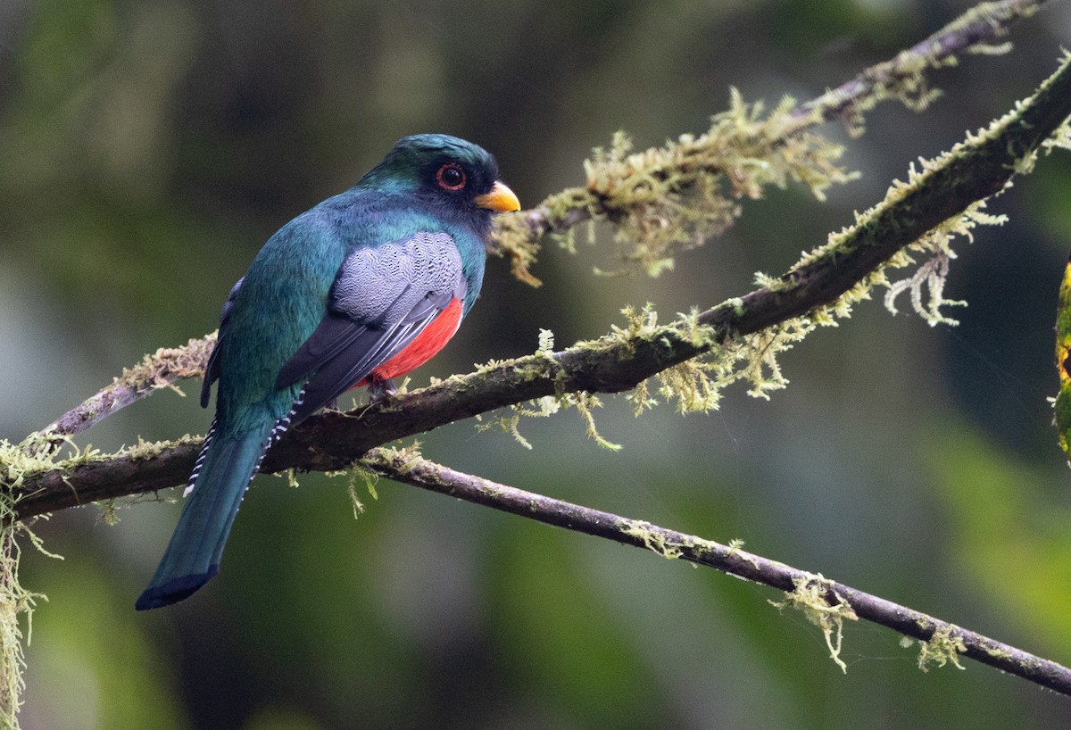 Trogon rosalba (groupe collaris) - ML641864946