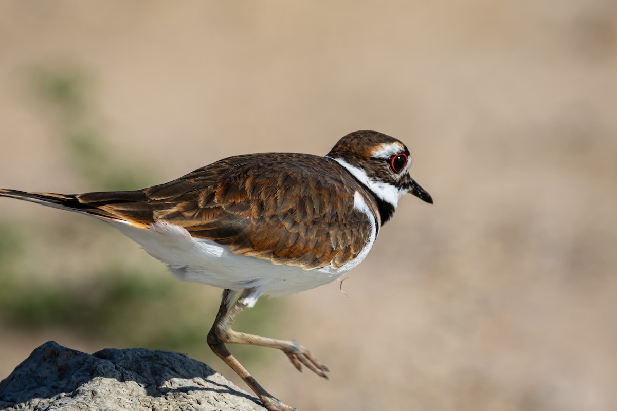 Killdeer - ML641864956