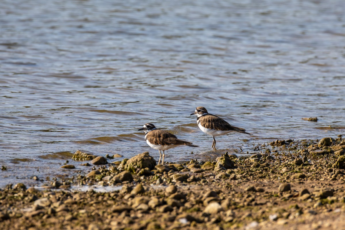 Killdeer - ML641864957