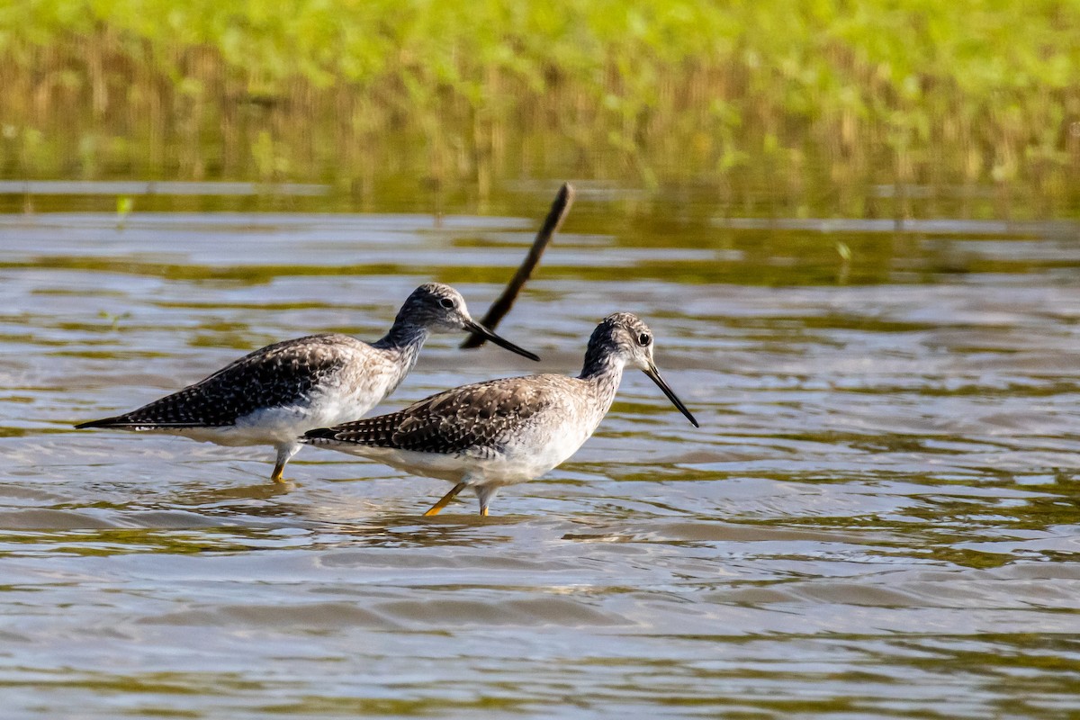 Greater Yellowlegs - ML641864964
