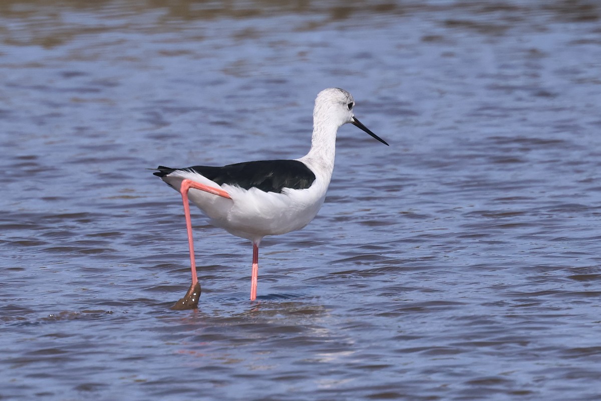 Black-winged Stilt - ML641864967