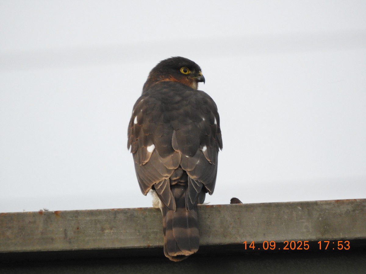 ムネアカハイタカ（perspicillaris） - ML641864974
