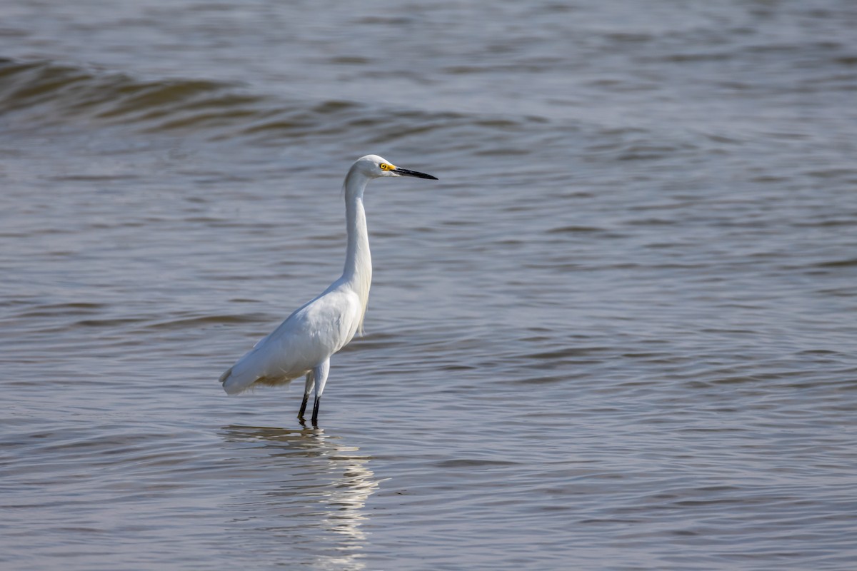 Snowy Egret - ML641864978