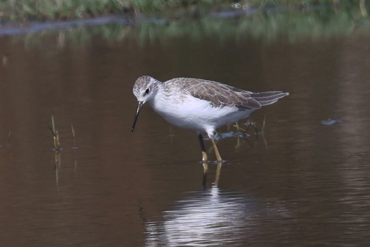 Marsh Sandpiper - ML641864983