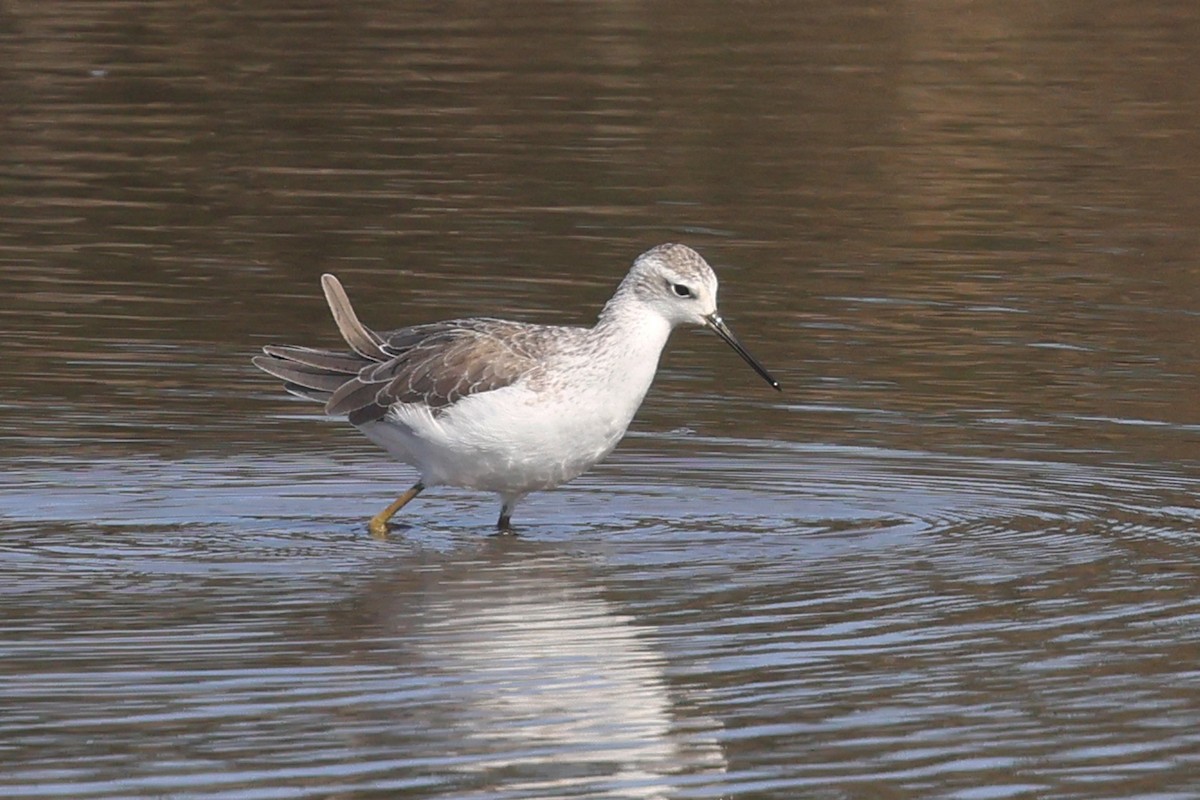 Marsh Sandpiper - ML641864984