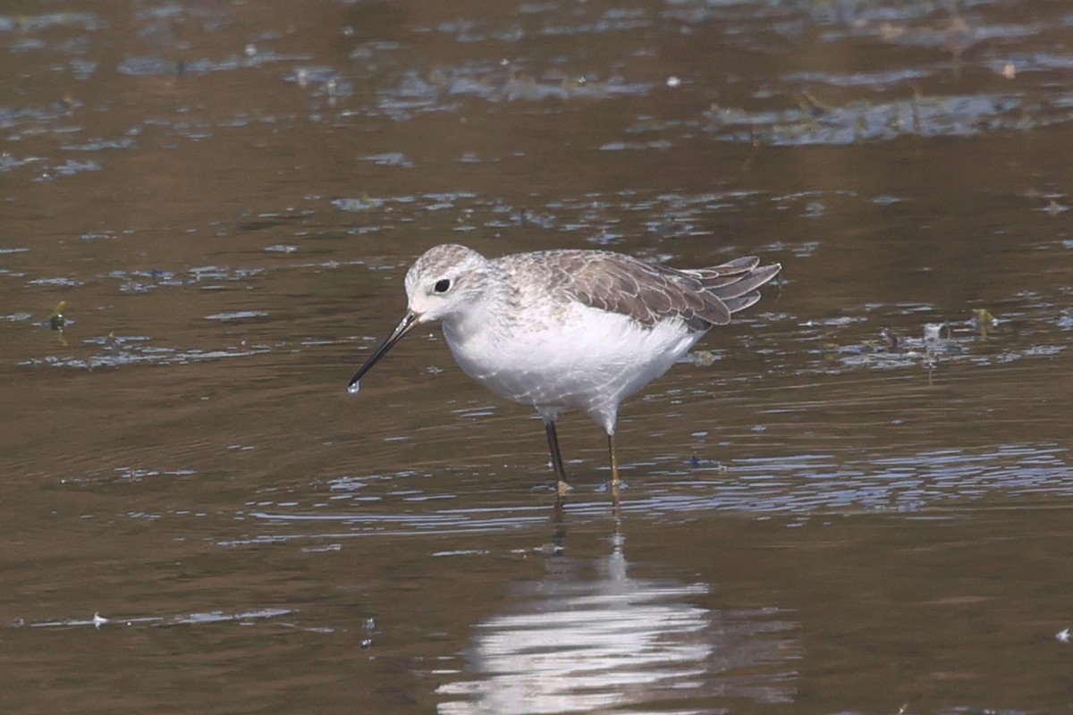 Marsh Sandpiper - ML641864985