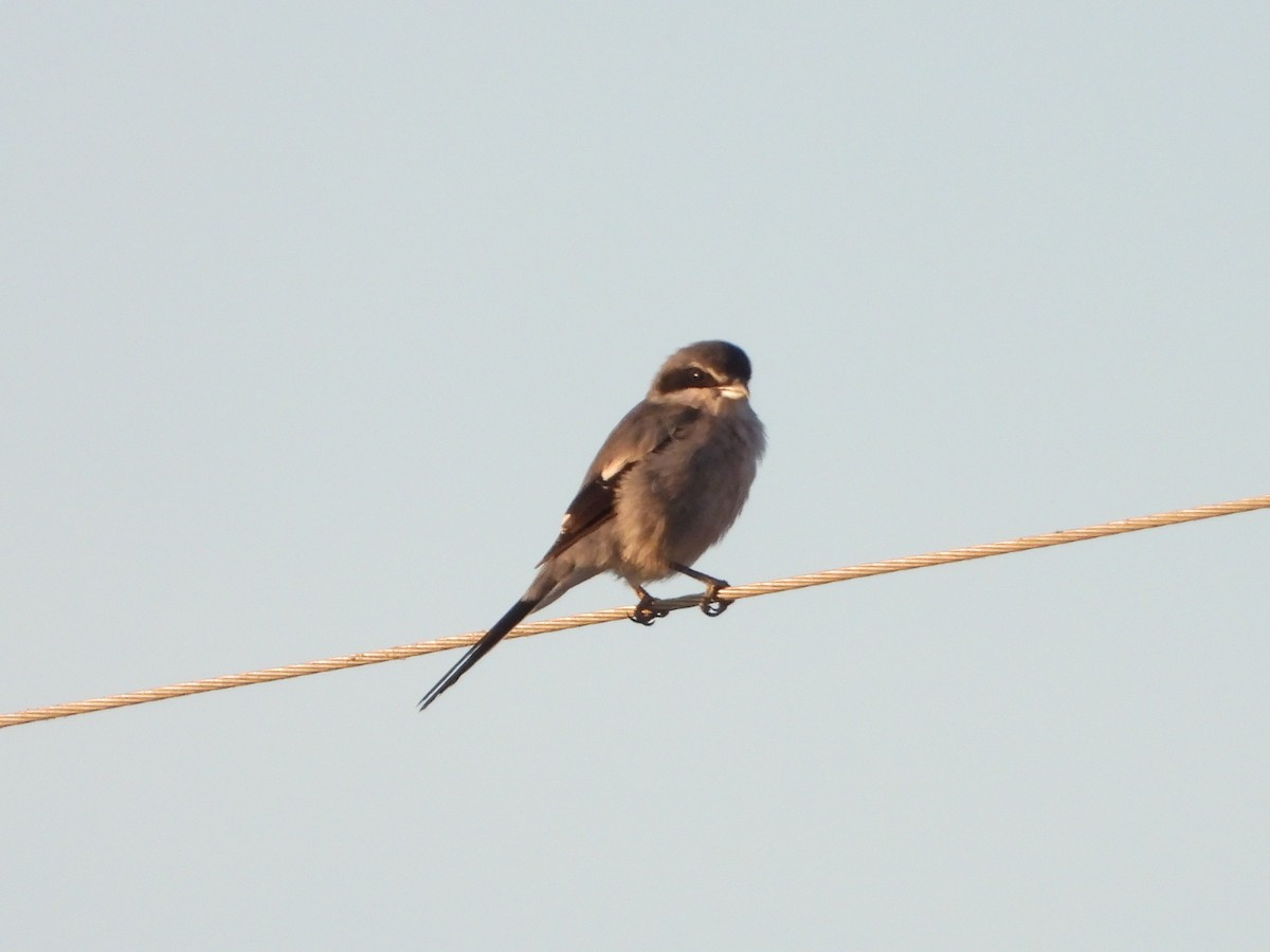 Iberian Gray Shrike - ML641864988