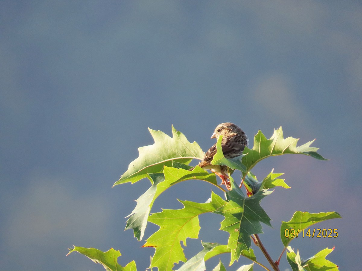 Savannah Sparrow - ML641864989