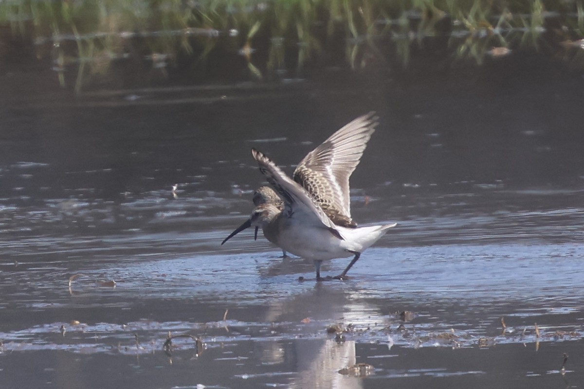 Curlew Sandpiper - ML641864992