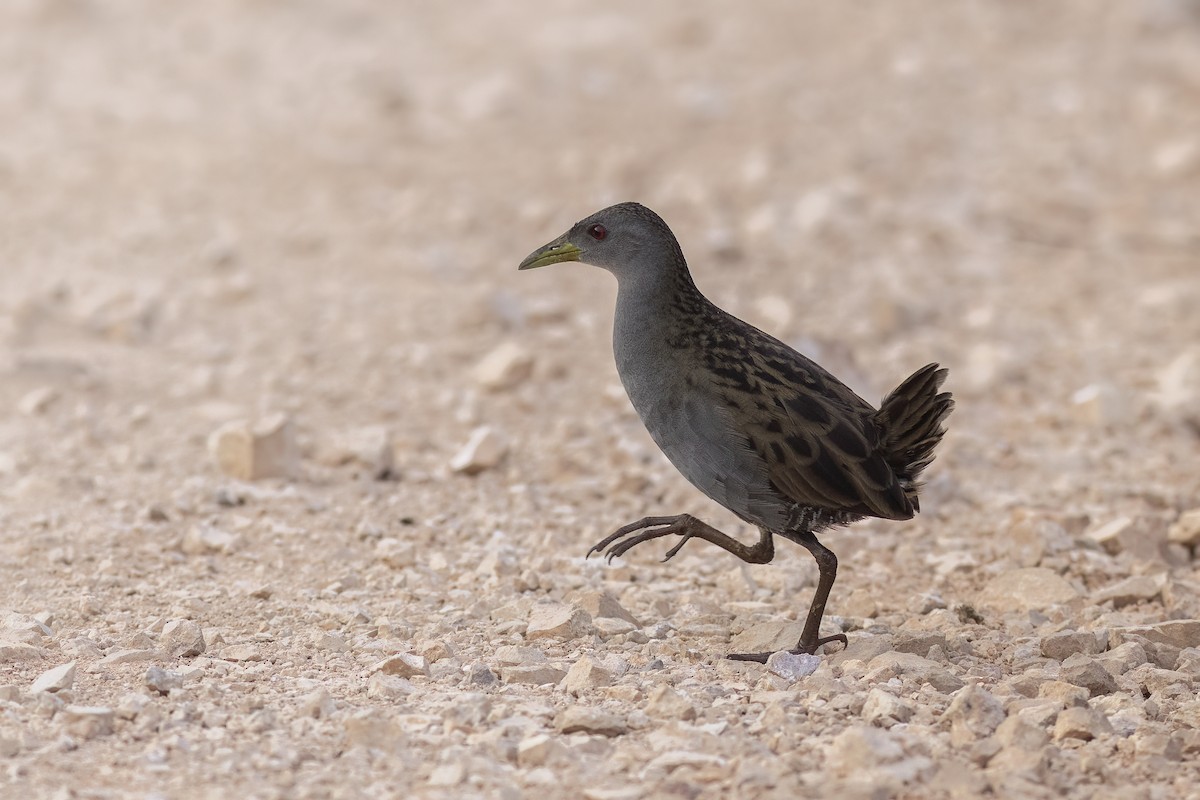 Ash-throated Crake - ML641864994
