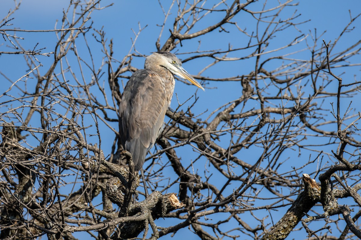 Great Blue Heron - ML641864996