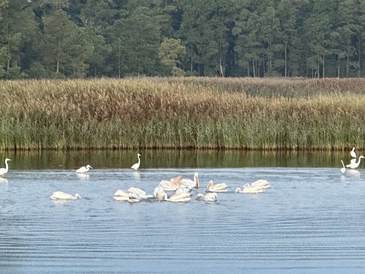 American White Pelican - ML641864997