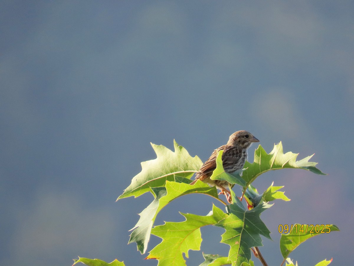 Savannah Sparrow - ML641865000