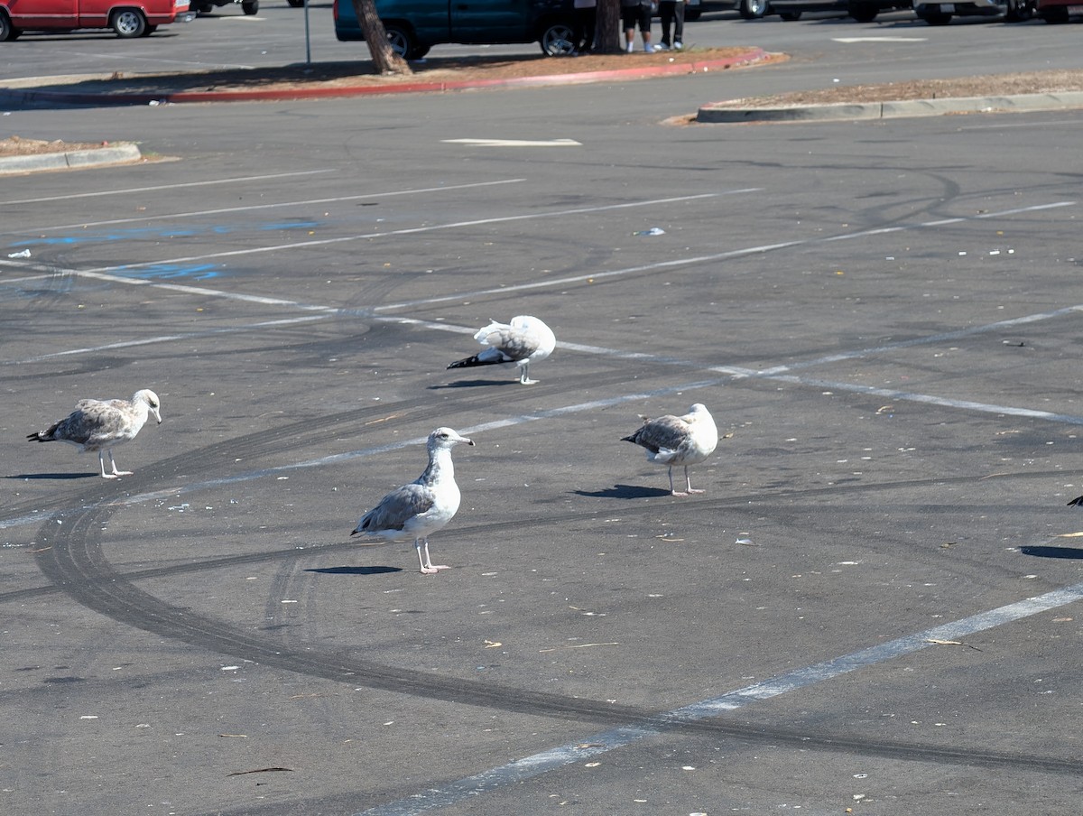 Western Gull - ML641865002