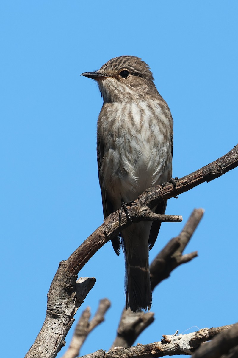 Spotted Flycatcher - ML641865003