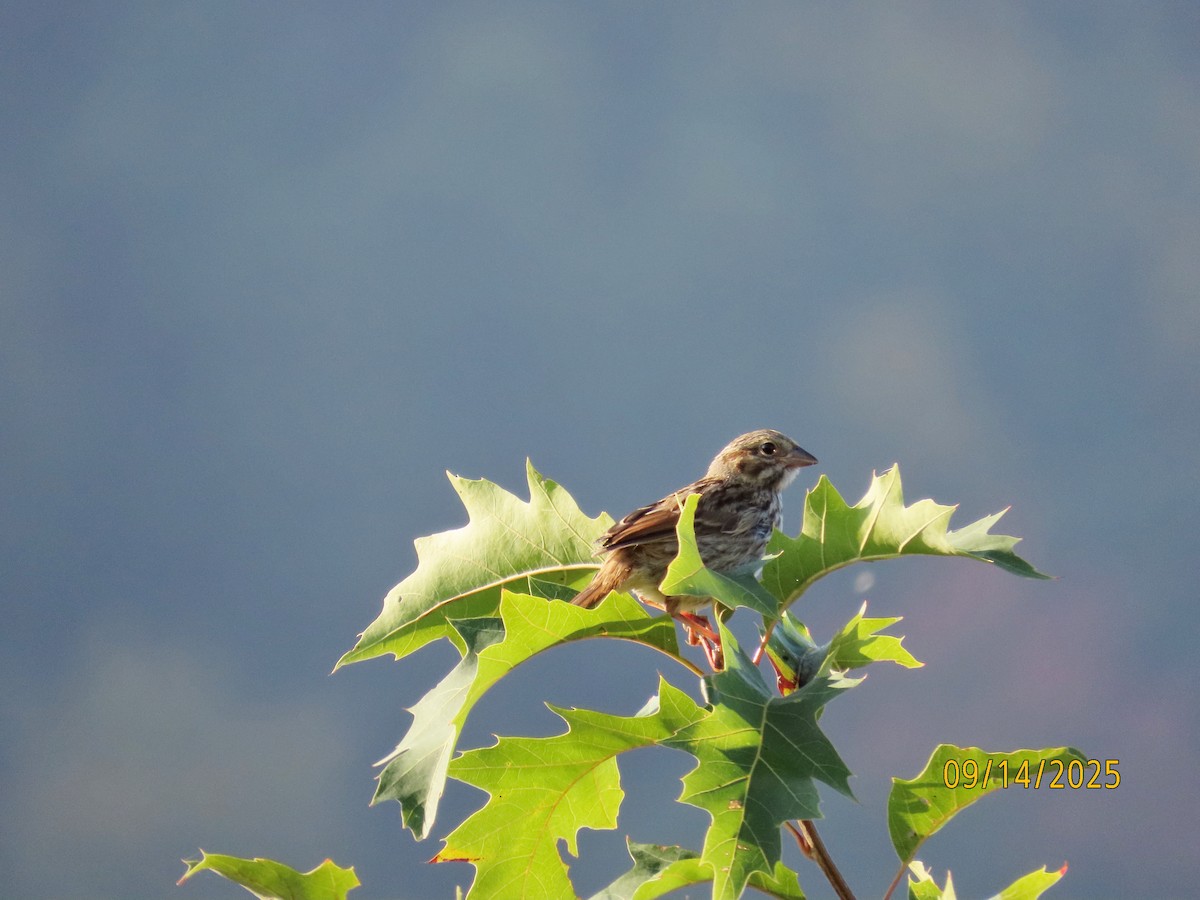 Savannah Sparrow - ML641865018