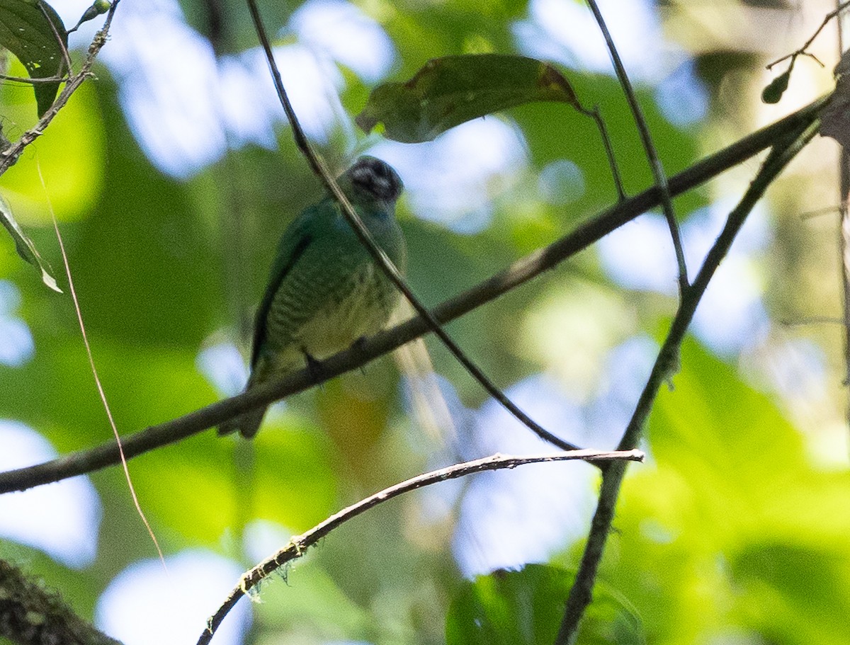 Swallow Tanager - ML641865019