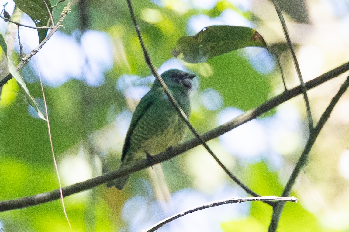 Swallow Tanager - ML641865020