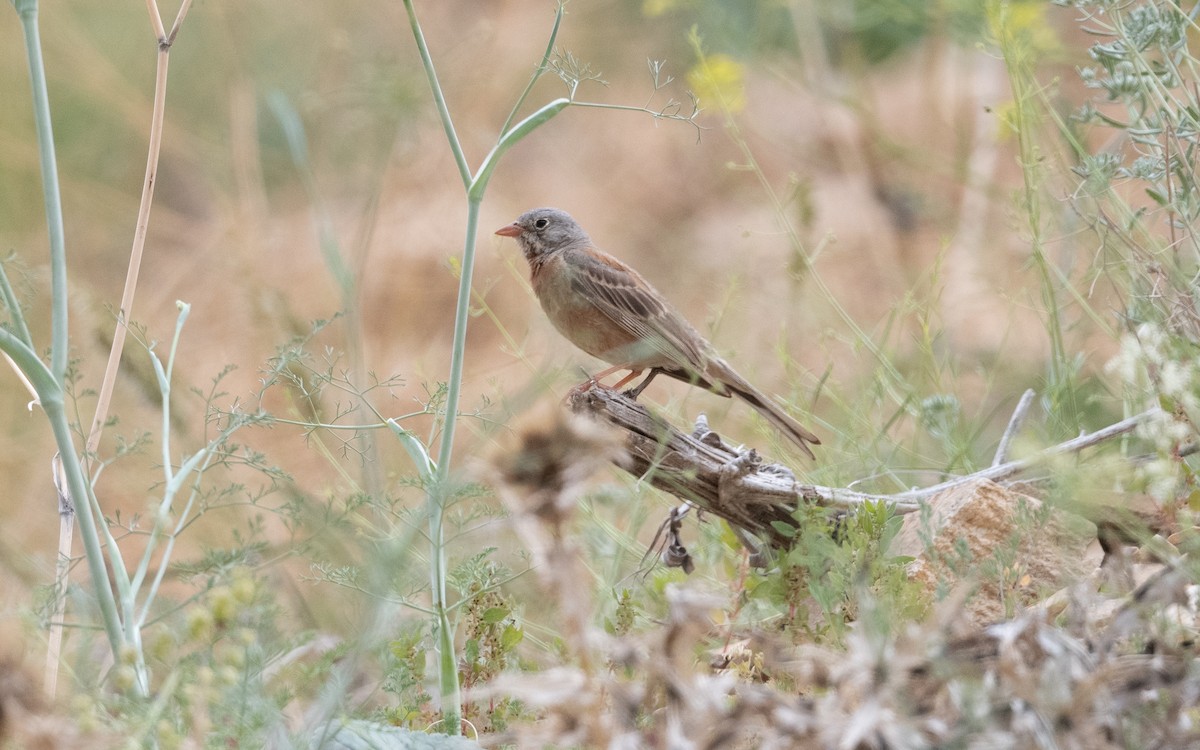 Gray-necked Bunting - ML641865026
