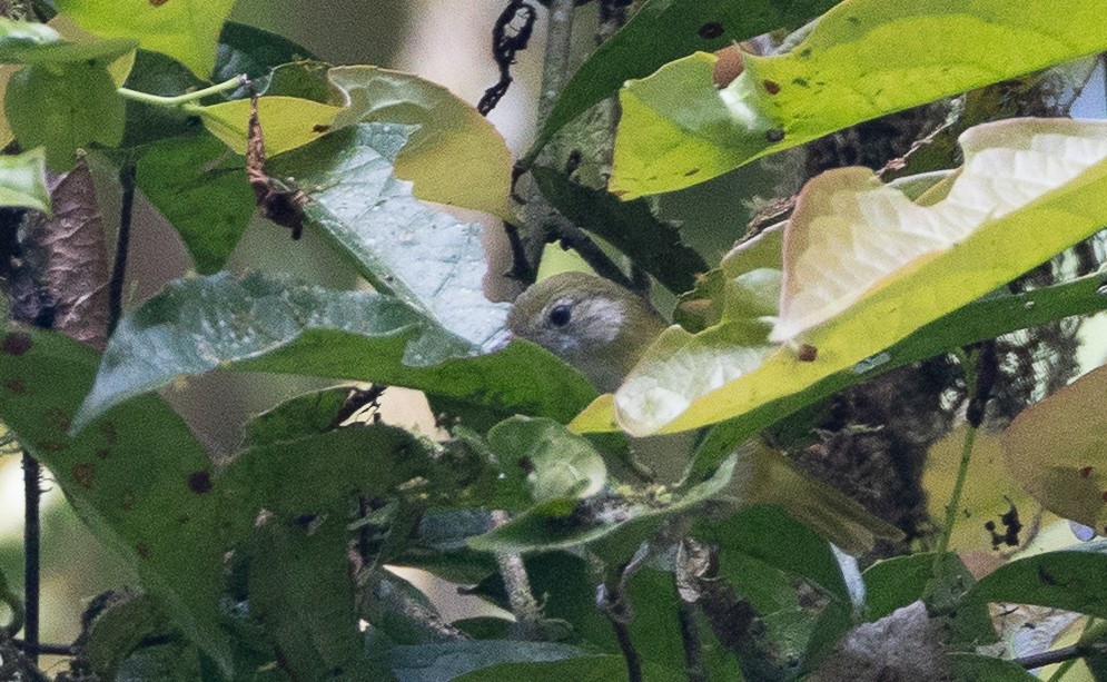 Lesser Greenlet (Gray-headed) - ML641865031