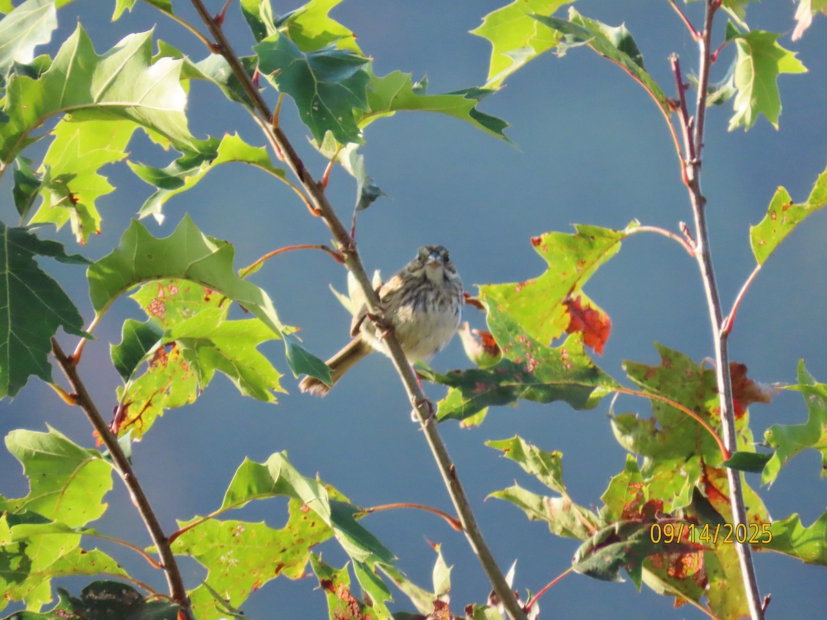 Savannah Sparrow - ML641865034