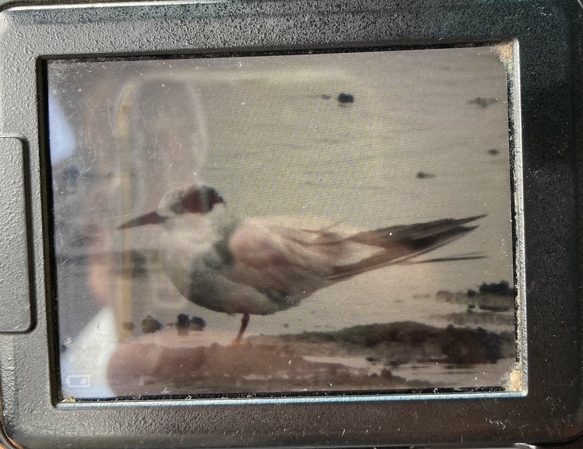 Forster's/Common Tern - ML641865040